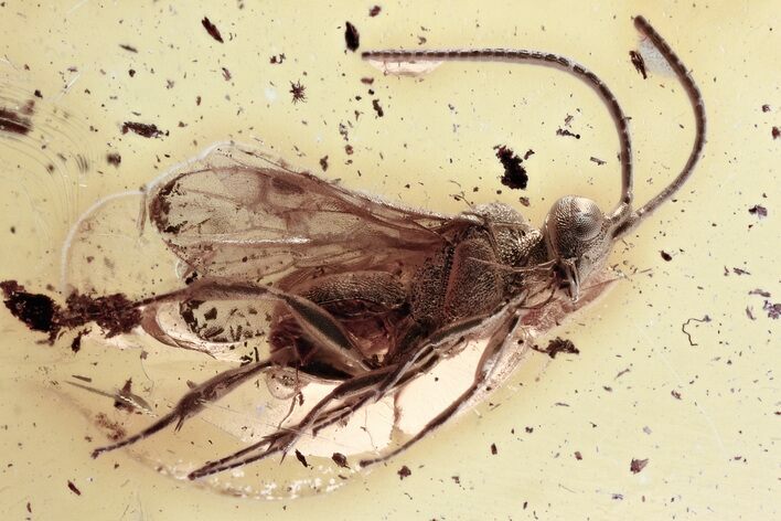 Detailed Fossil Parasitoid Wasp (Cheloninae) In Baltic Amber #357738